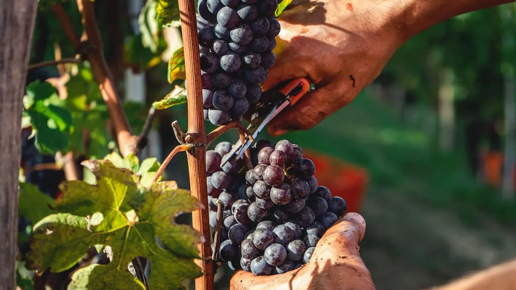 Fides Barbera d'Alba Superiore Vigna Mosconi - Pio Cesare