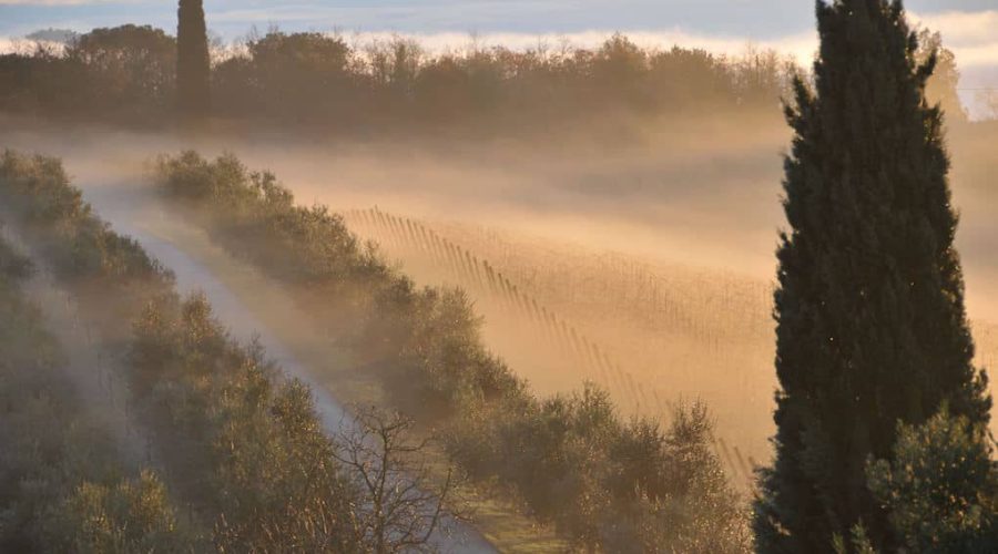 Terra di Seta