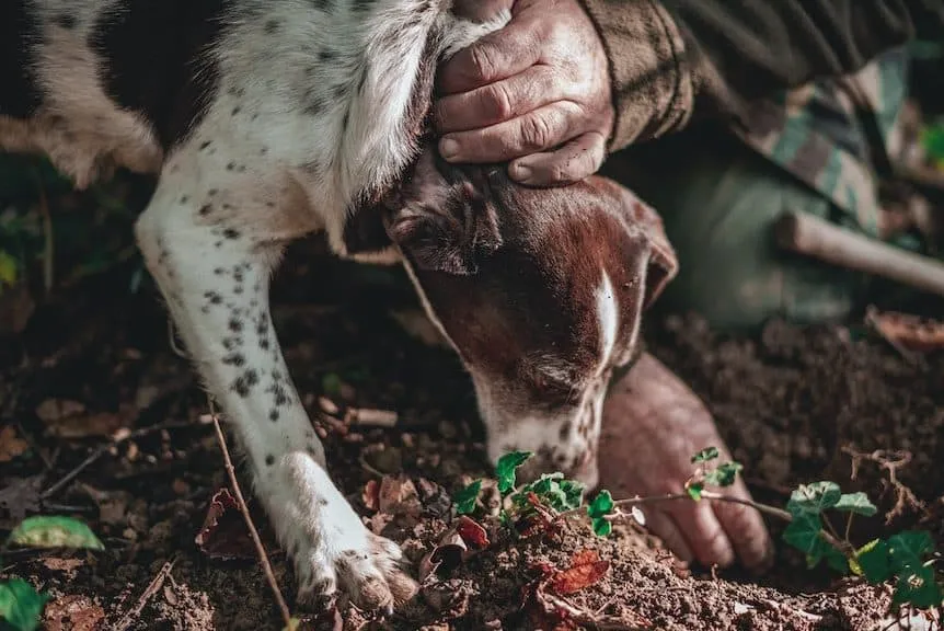 How to Go Truffle Hunting in Italy All Wine Tours