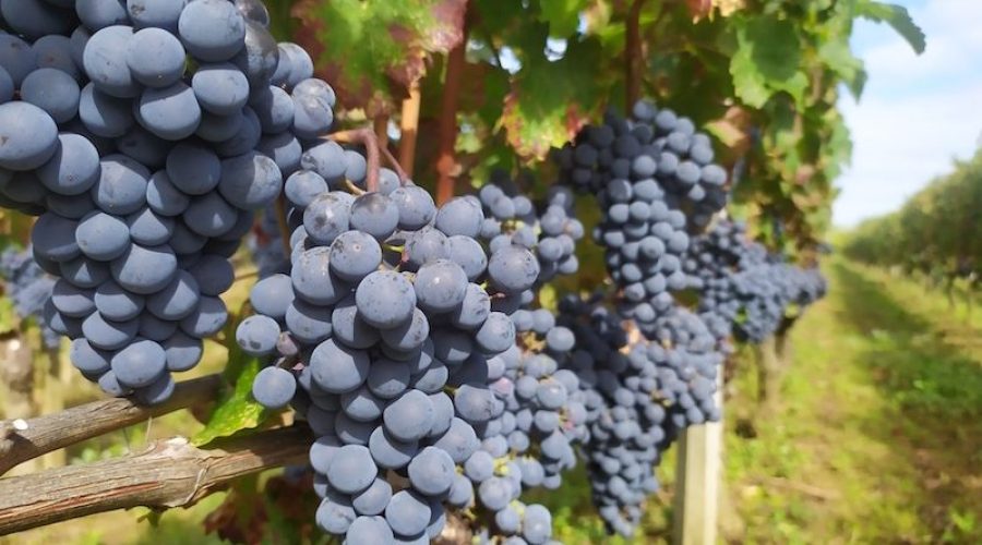 Chateau Haut Breton Larigaudière