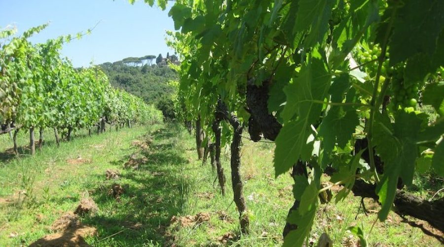 Il Castellaccio