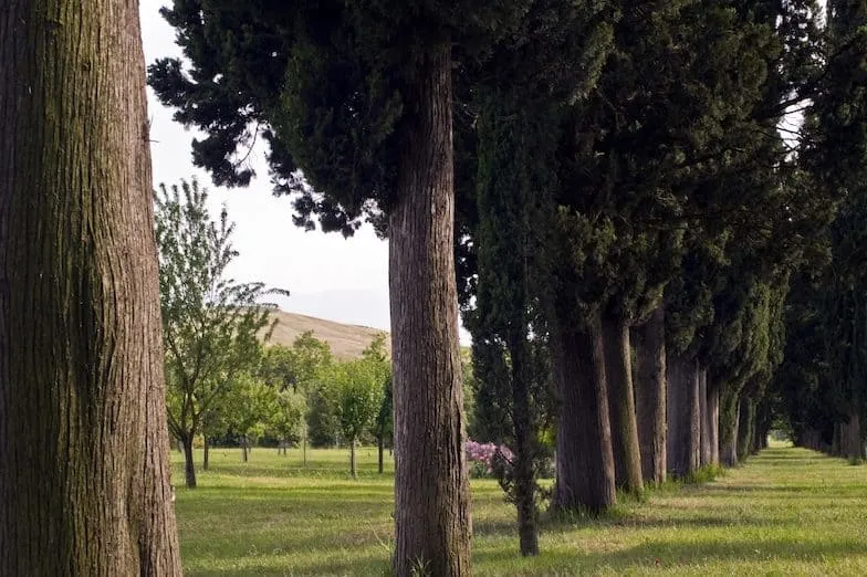 antinori tignanello winery tour