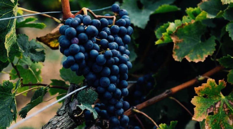 Bodegas Lopez Cristobal