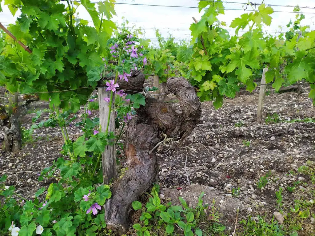 Visit wineries in Bordeaux