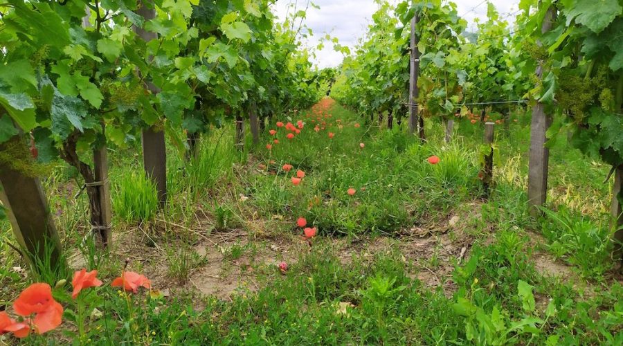 Chateau Pichon Longueville Comtesse de Lalande