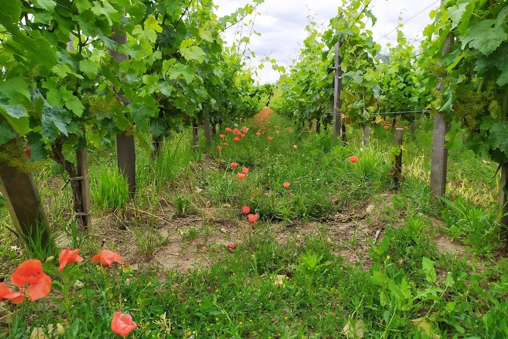 Visit wineries in Bordeaux