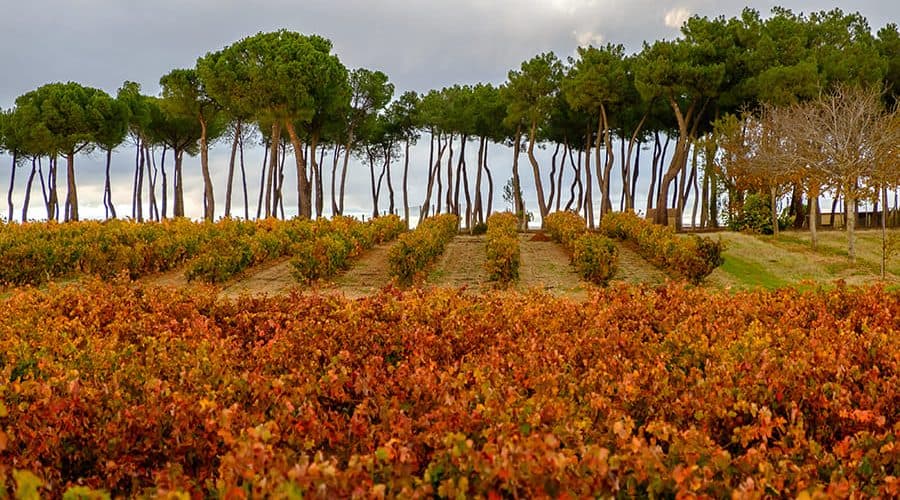 Bodegas Hermanos Pérez Pascuas