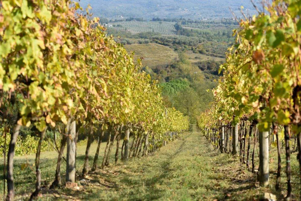 visit tuscany wineries