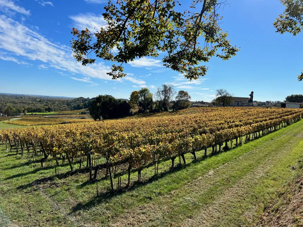 Vineyards in Bordeeaux