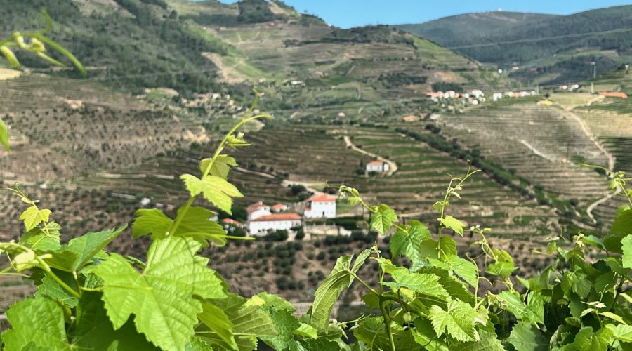 Do You Need Reservations For Douro Valley Wineries?