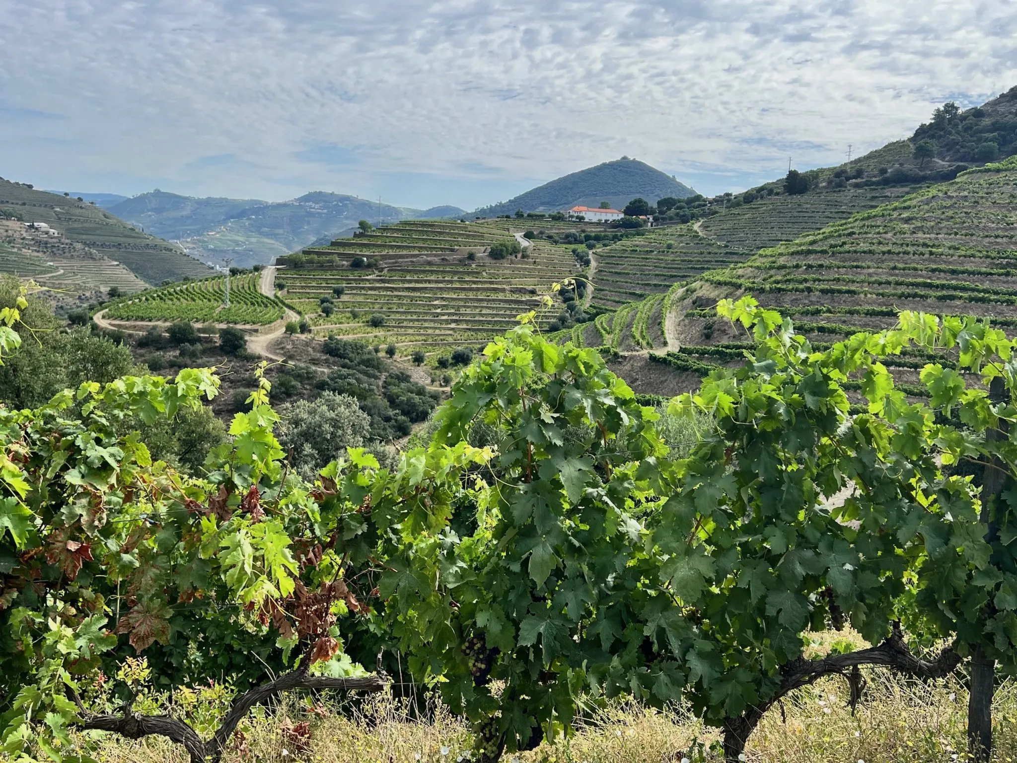 All Wine Tours – Wine Tours and Tastings