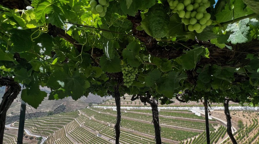 Quinta do Noval